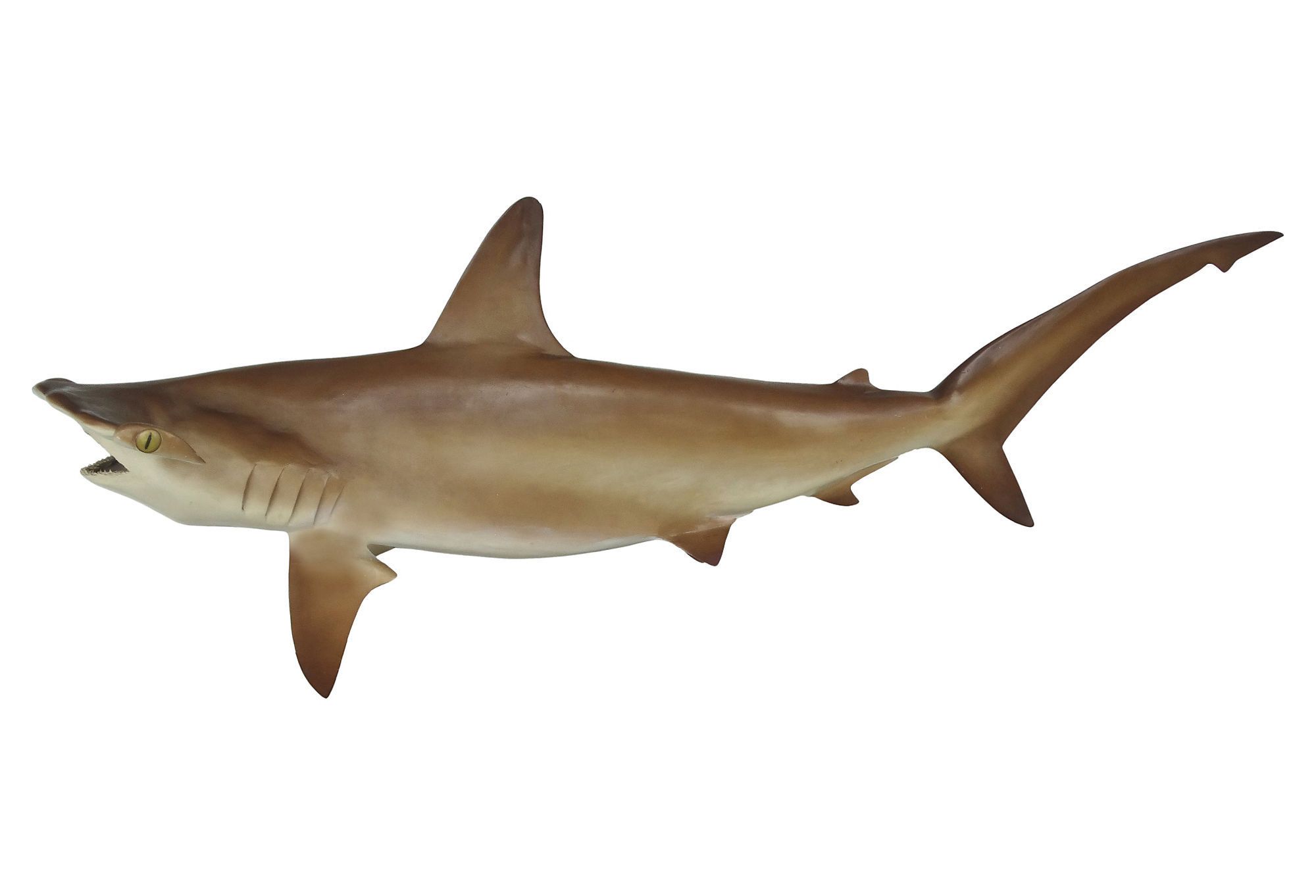 Full Size Taxidermy Hammerhead Shark Mount Modernism